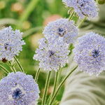 Didiscus caeruleus 'lace blue'-Angelo