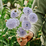 Didiscus caeruleus 'lace blue'-Angelo