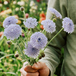 Didiscus caeruleus 'lace blue'-Angelo