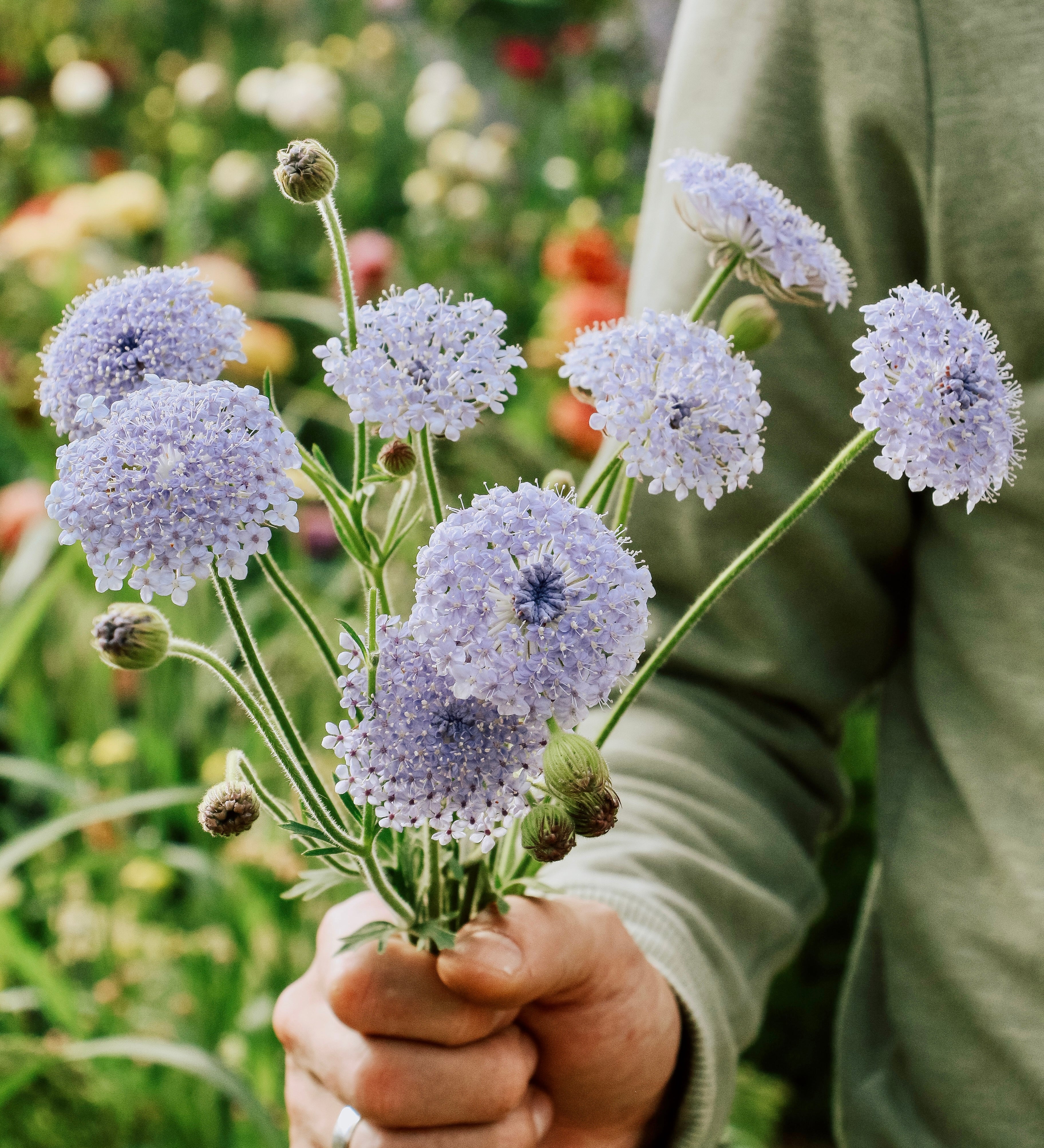 Didiscus caeruleus 'lace blue'-Angelo