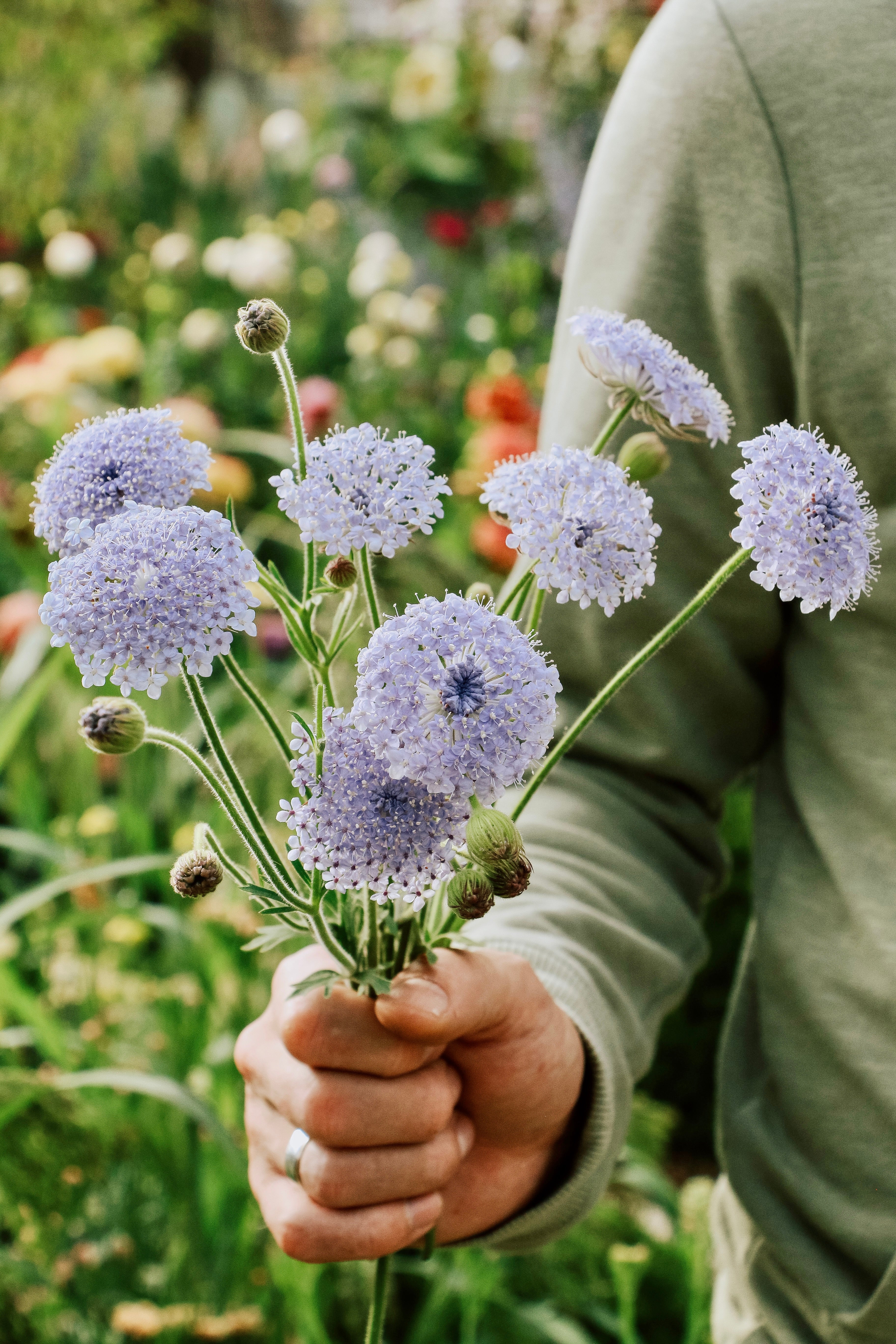 Didiscus caeruleus 'lace blue'-Angelo