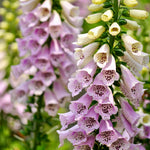 Digitalis 'dalmatian rose'-Angelo