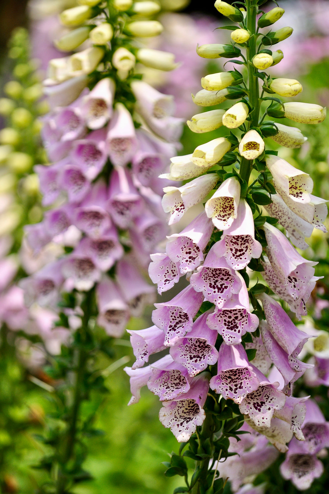 Digitalis &