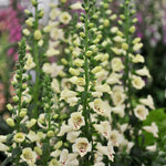 Digitalis hybride 'camelot cream'-Angelo