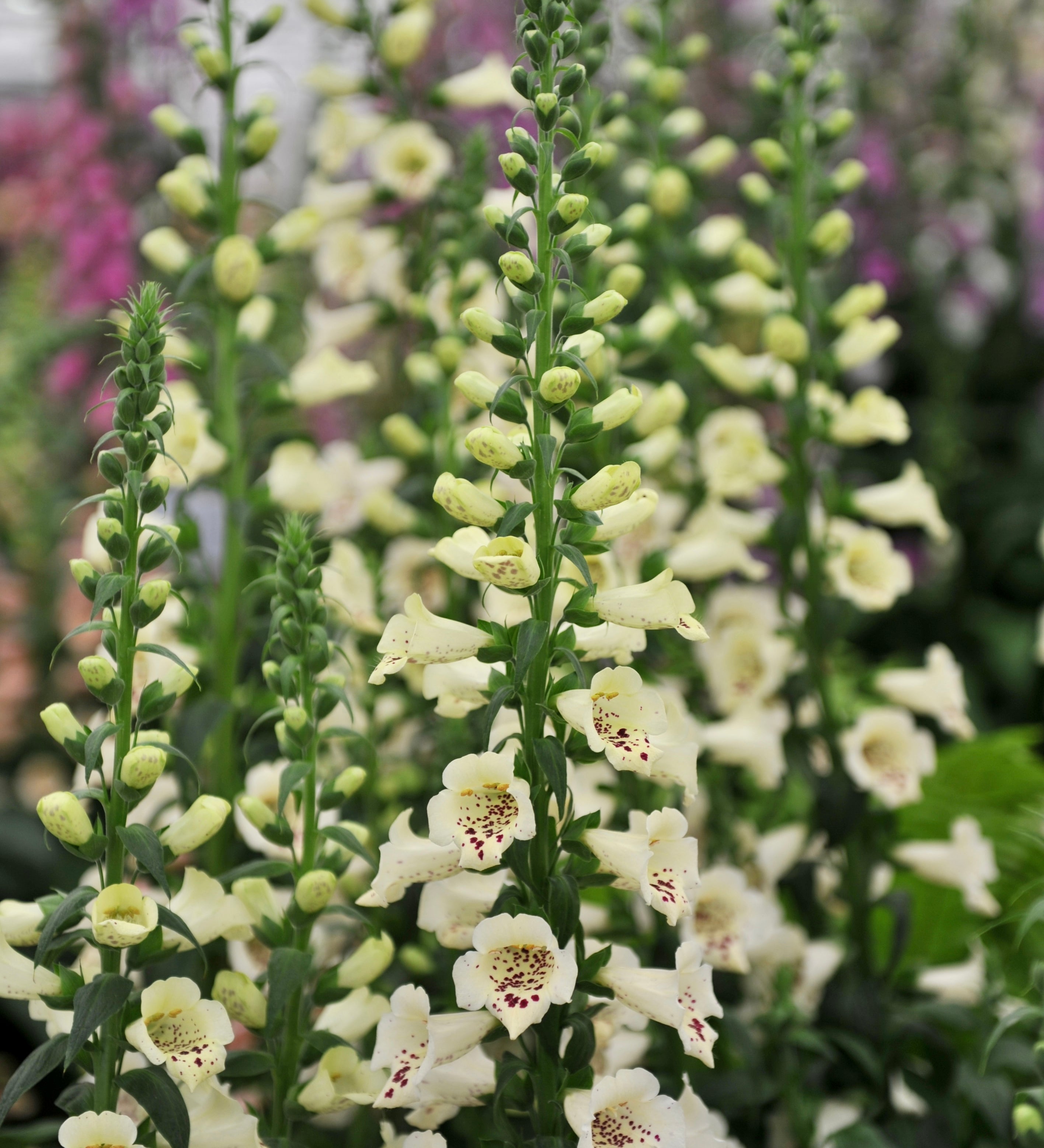 Digitalis hybride 'camelot cream'-Angelo