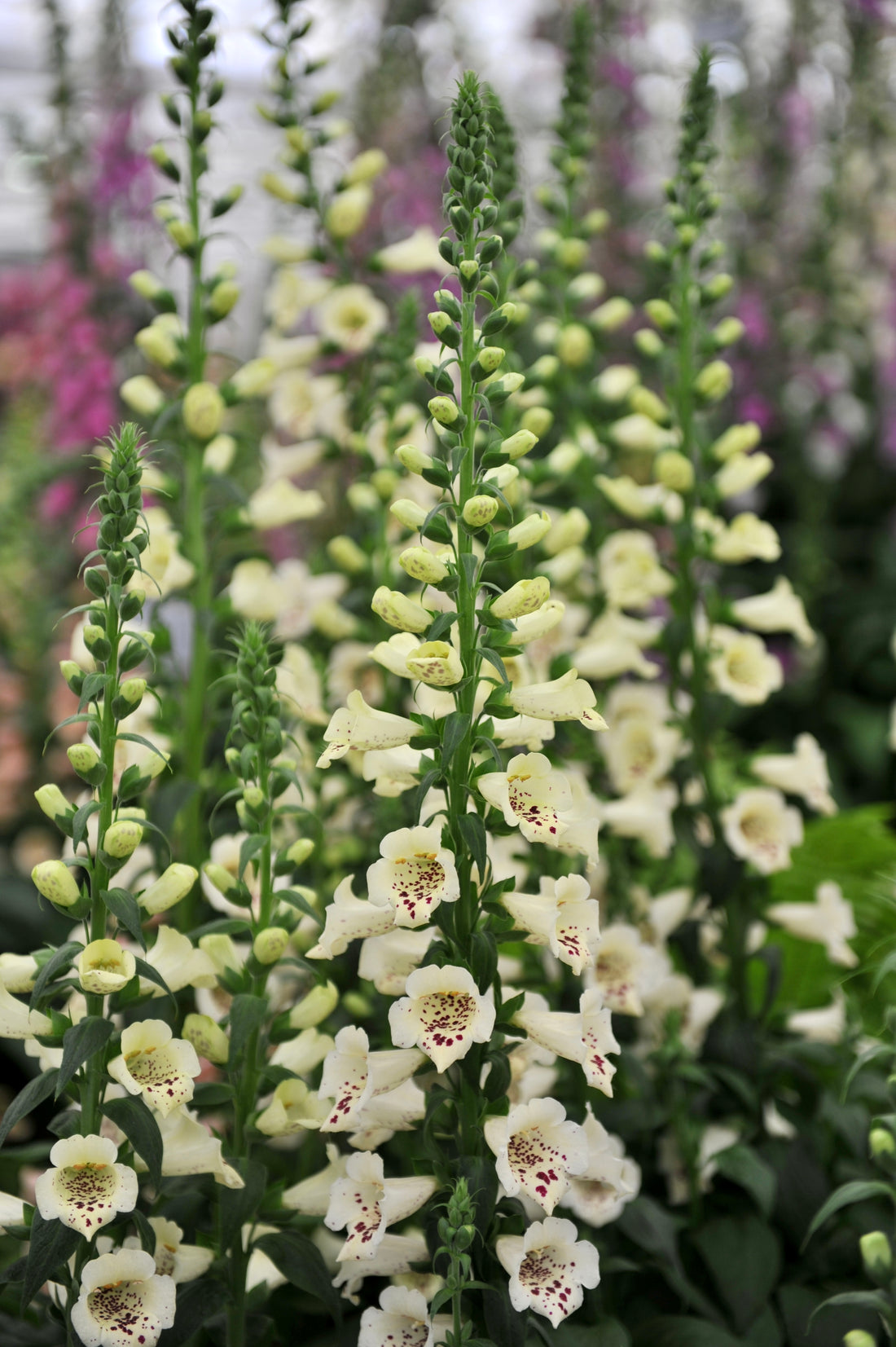 Digitalis hybride &