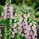 Digitalis hybride 'camelot lavender'-Angelo