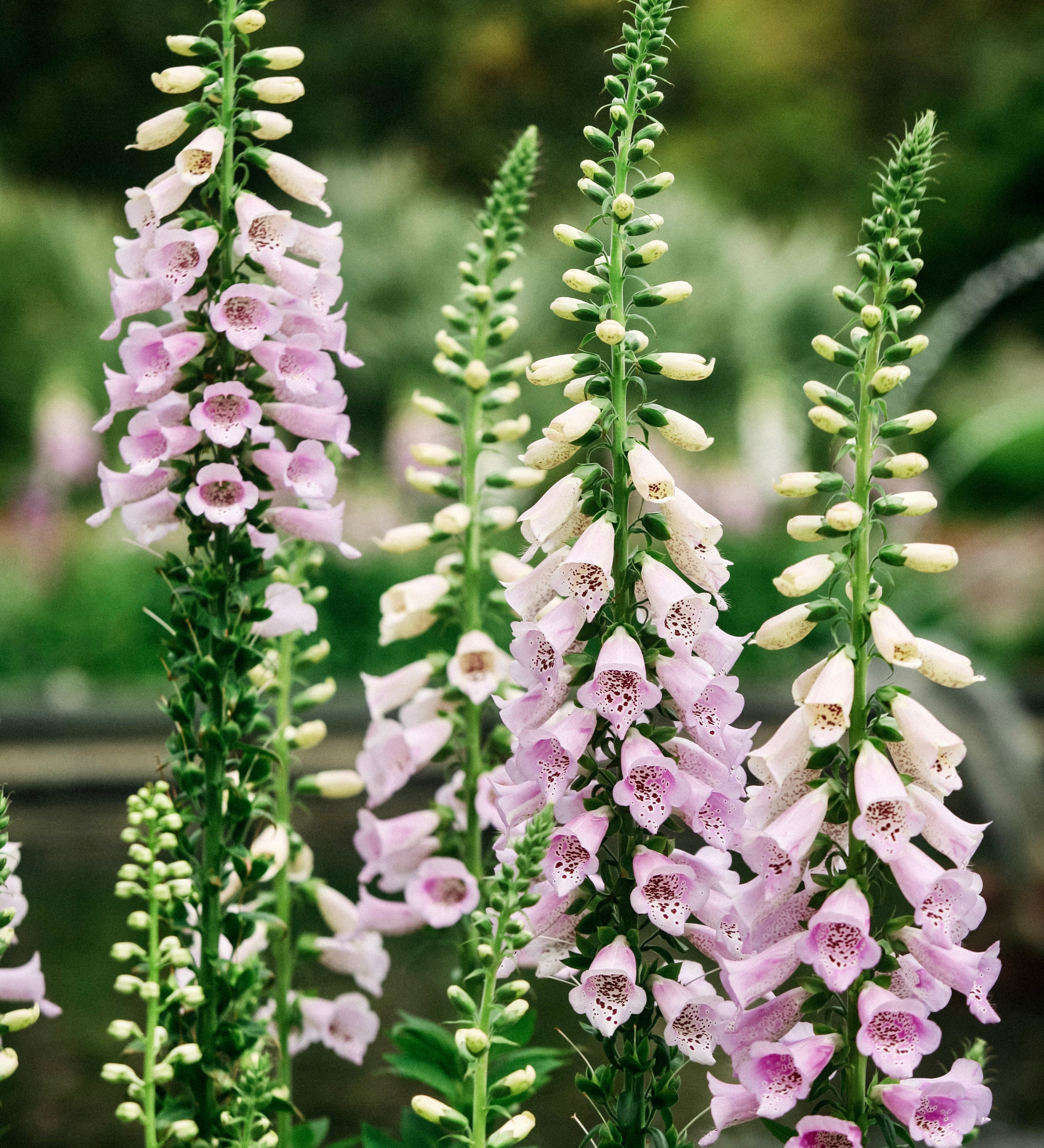 Digitalis hybride 'camelot lavender'-Angelo