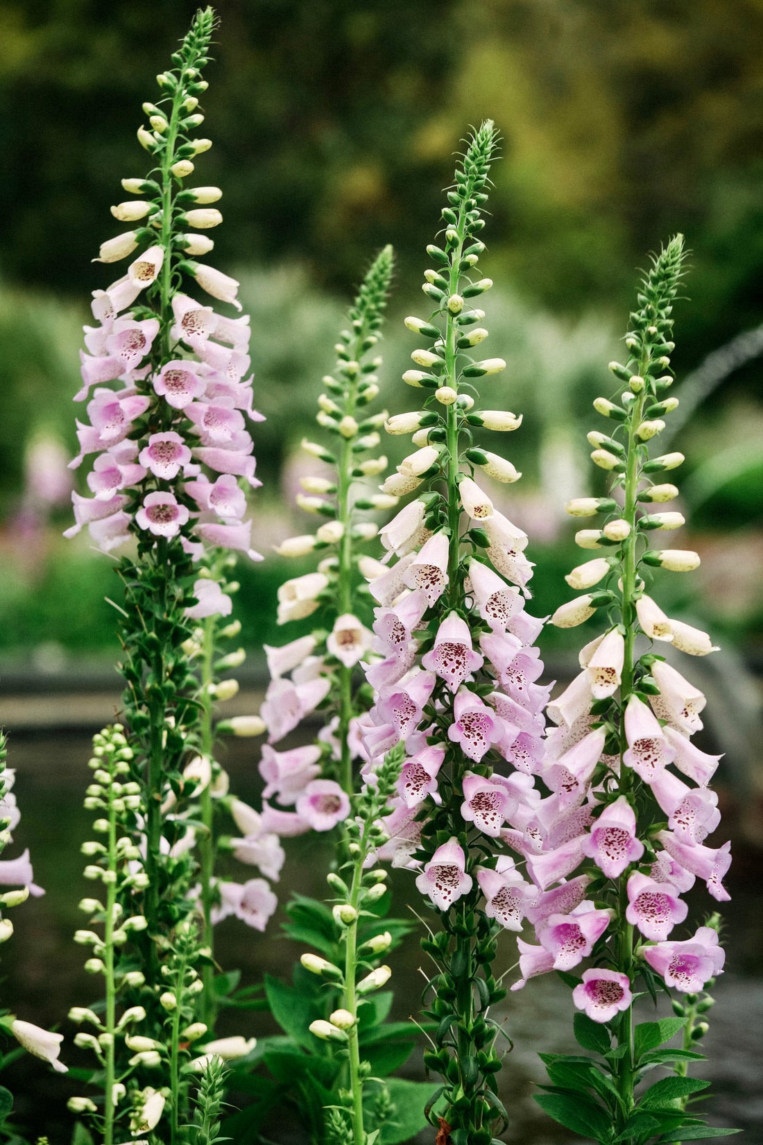 Digitalis hybride &