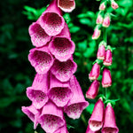 Digitalis hybride 'camelot rose'-Angelo