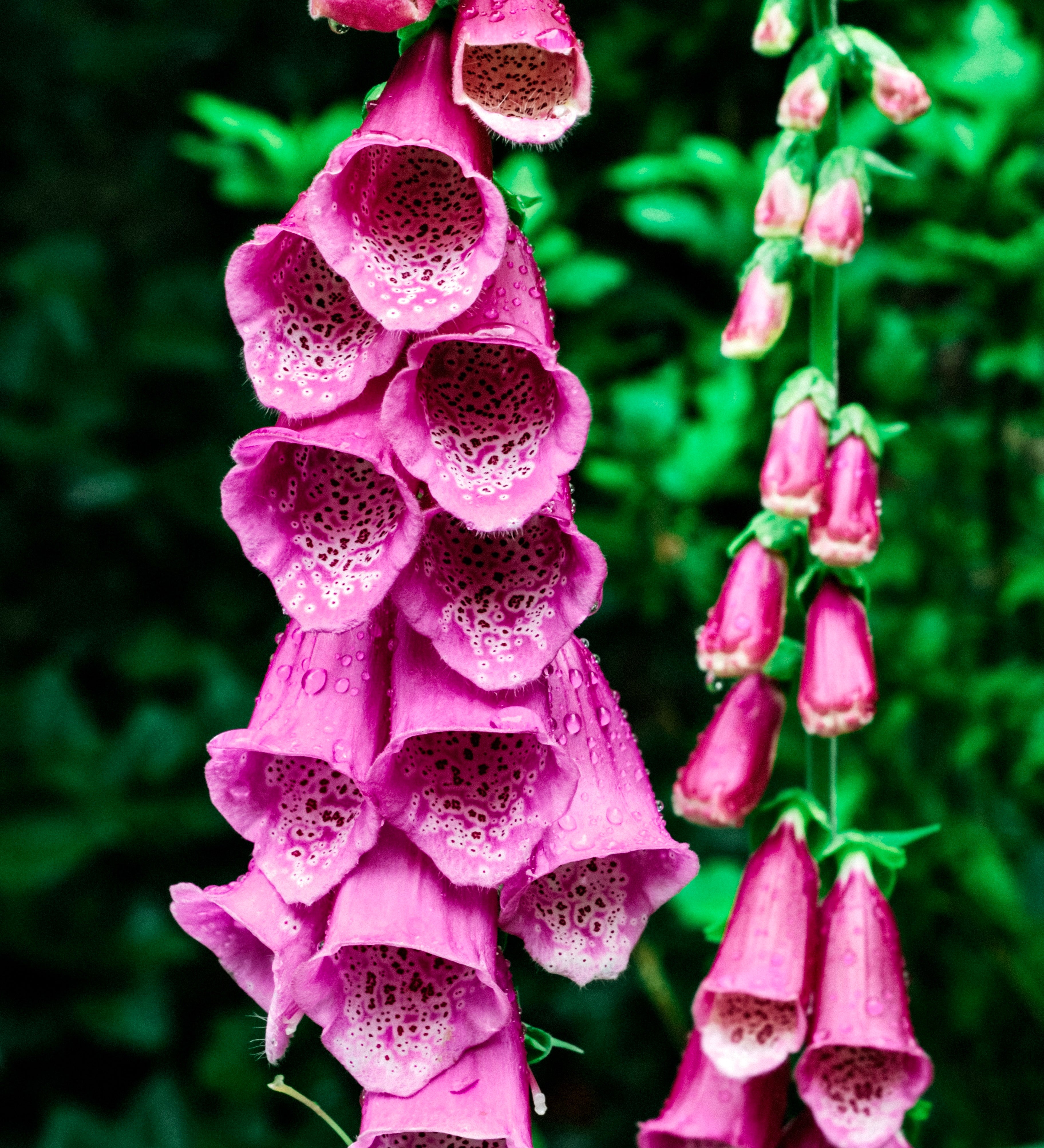 Digitalis hybride 'camelot rose'-Angelo
