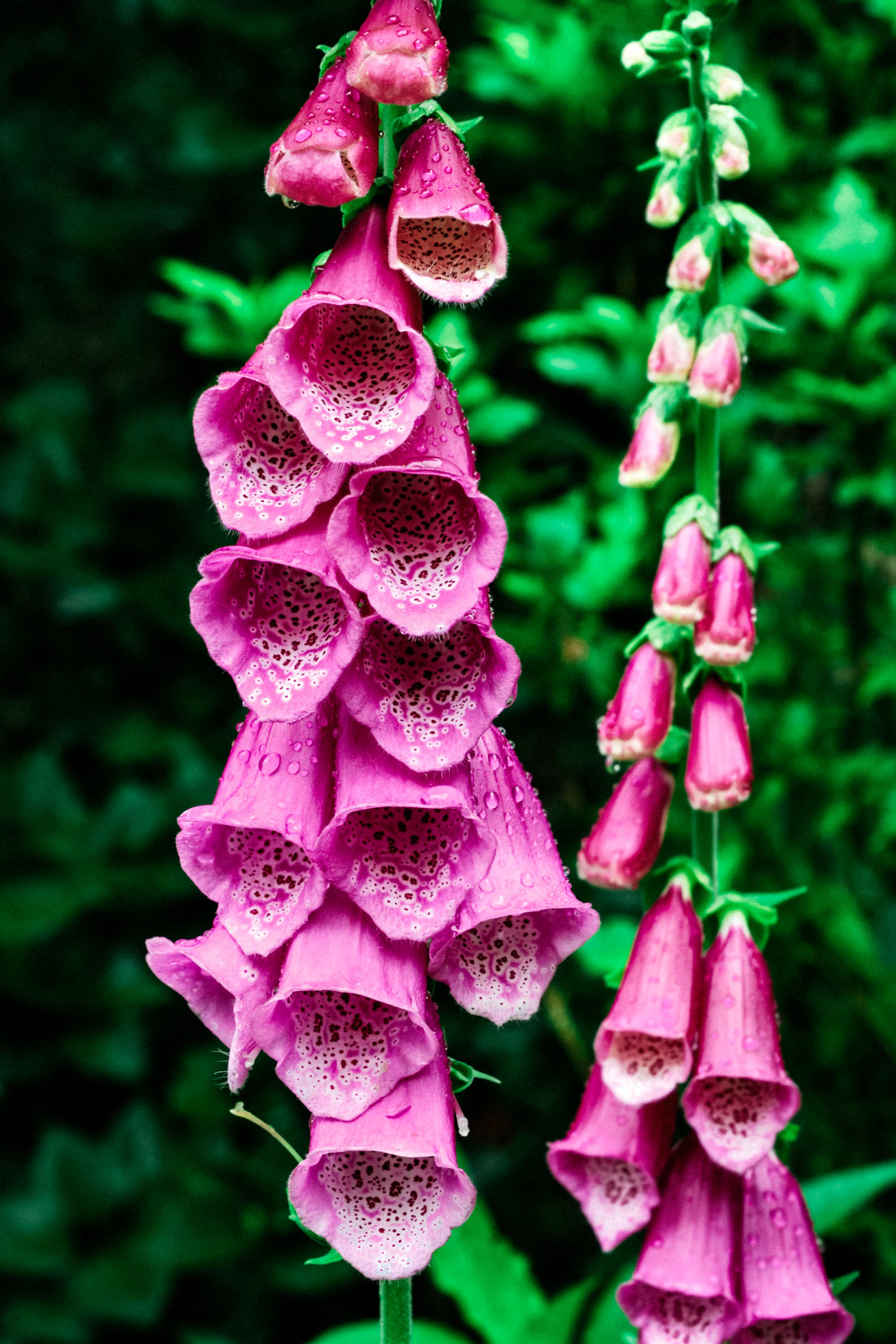 Digitalis hybride &