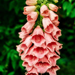 Digitalis mertonensis 'summer king'-Angelo