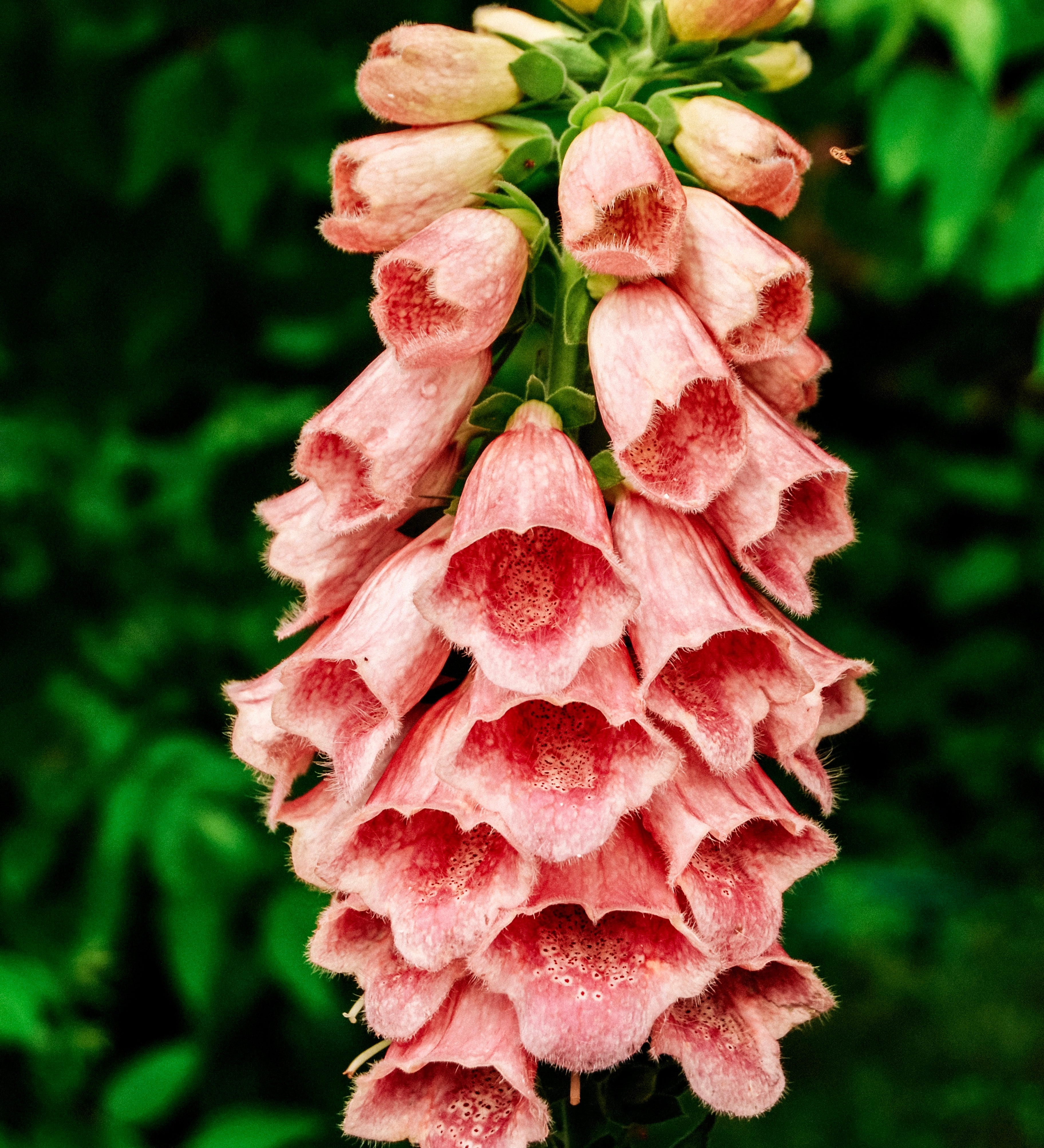 Digitalis mertonensis 'summer king'-Angelo
