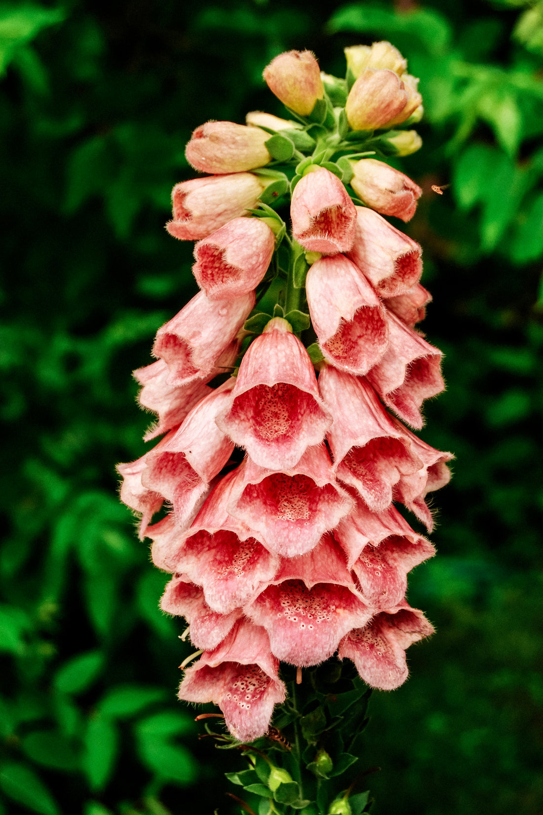 Digitalis mertonensis &