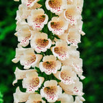 Digitalis purpurea 'dalmatian creme'-Angelo