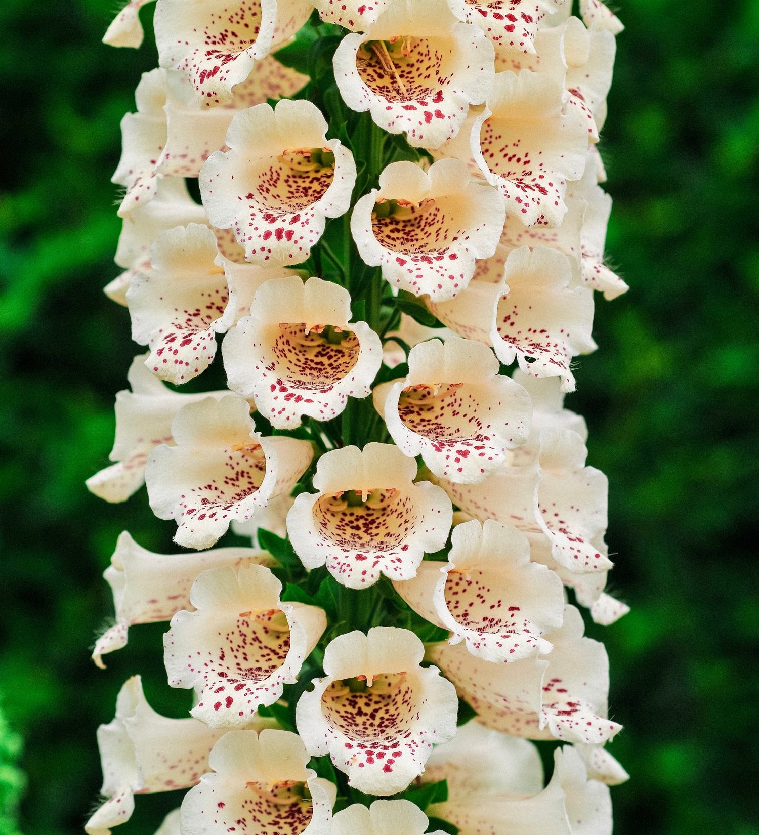 Digitalis purpurea 'dalmatian creme'-Angelo