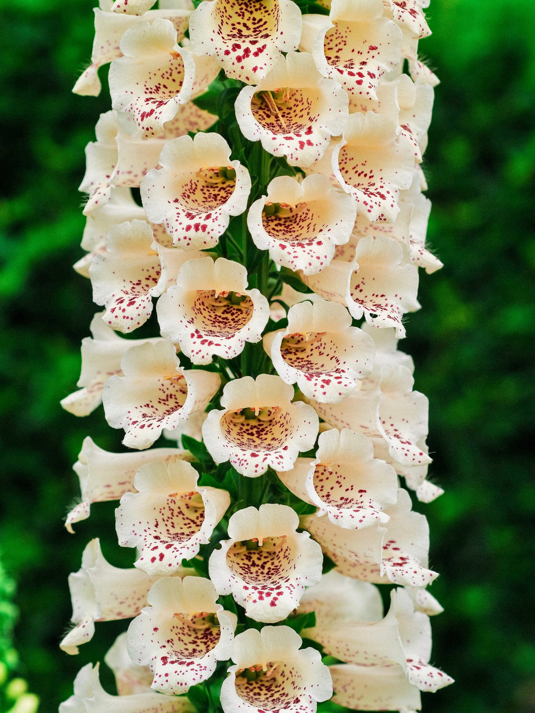 Digitalis purpurea &