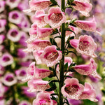 Digitalis purpurea 'dottie warm rose'-Angelo