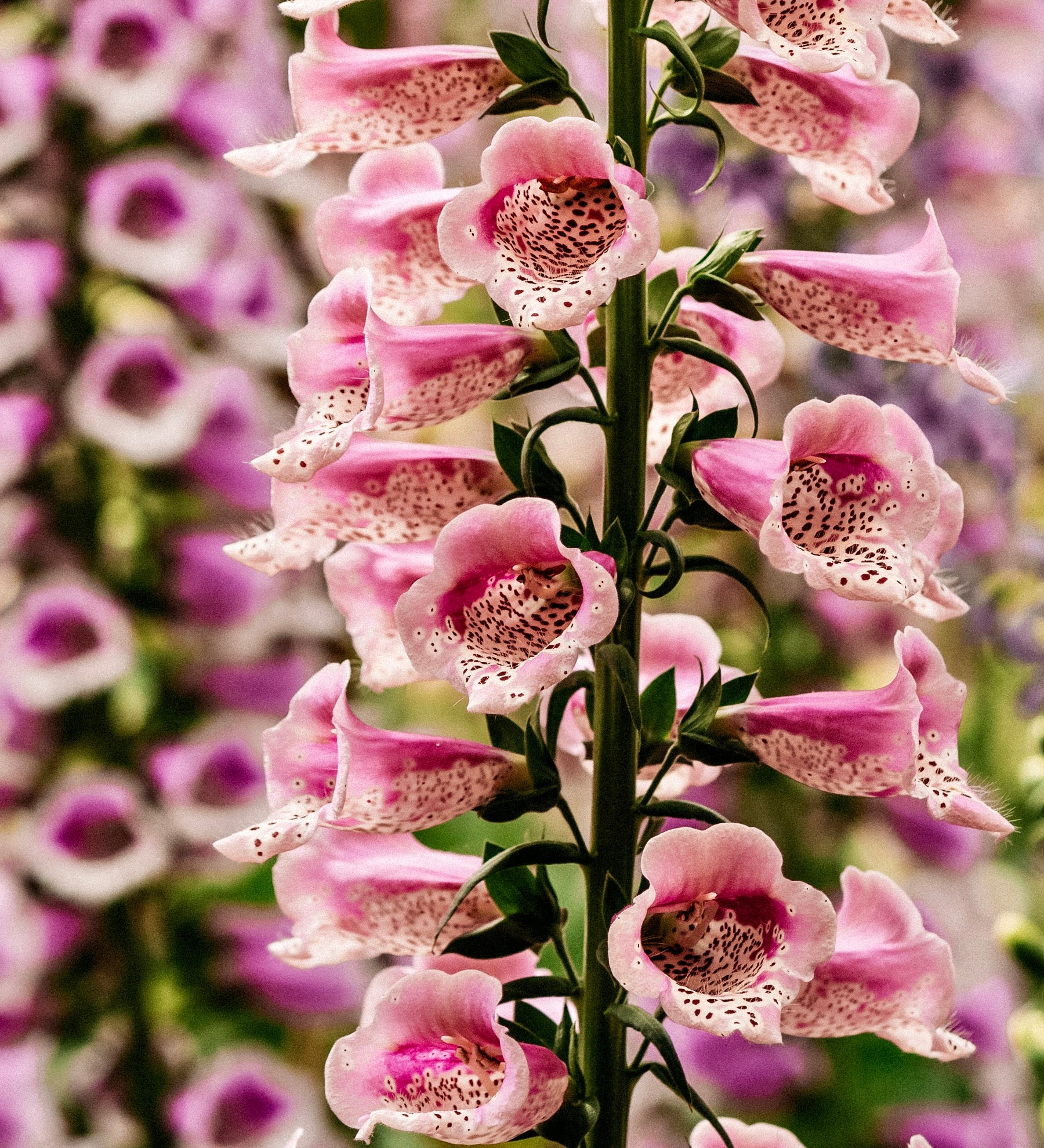 Digitalis purpurea 'dottie warm rose'-Angelo