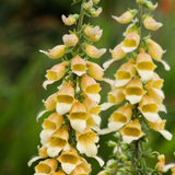 Digitalis hybride 'Spice Island' - vingerhoedskruid vaste plant