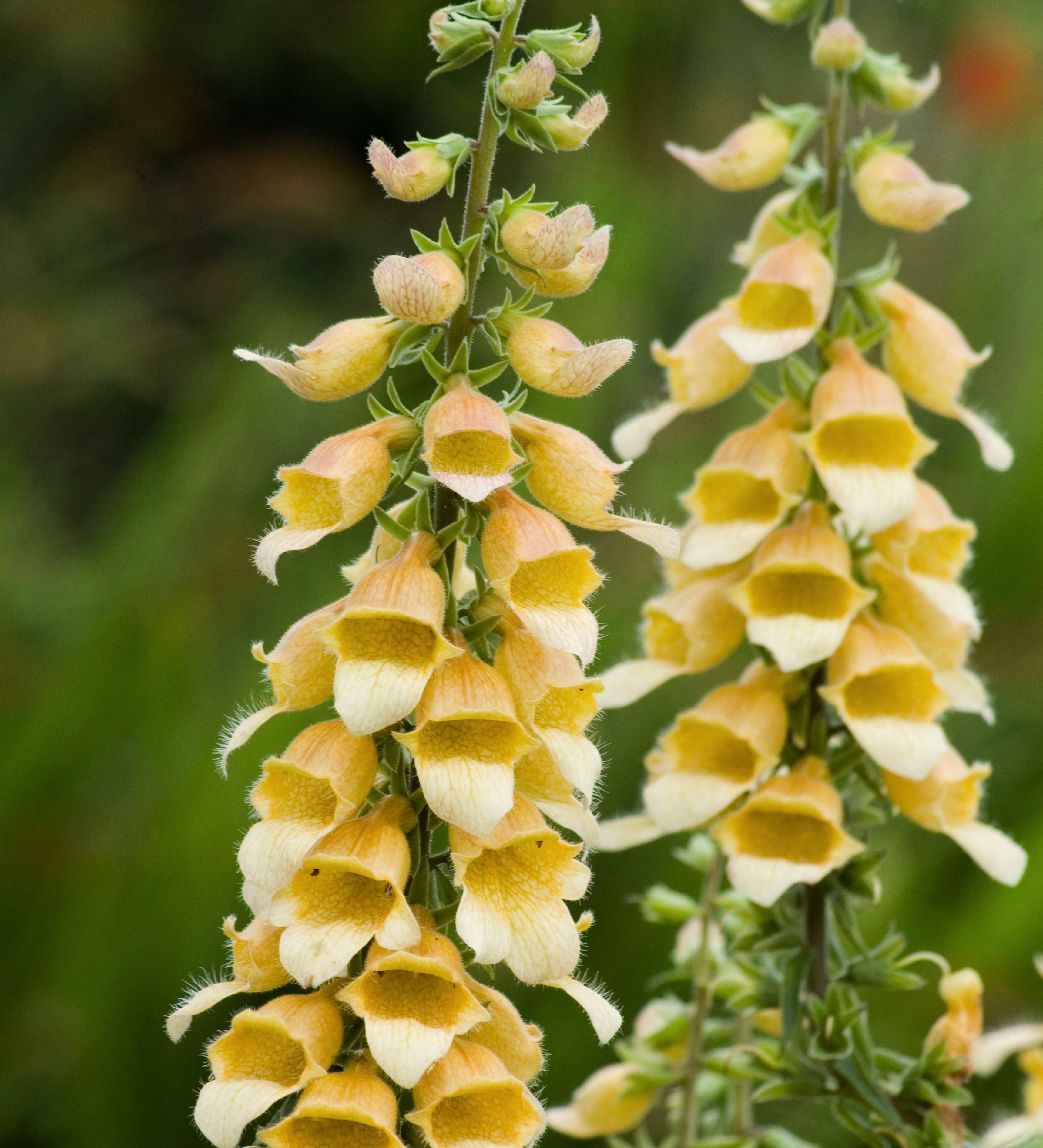 Digitalis hybride 'Spice Island' - vingerhoedskruid vaste plant