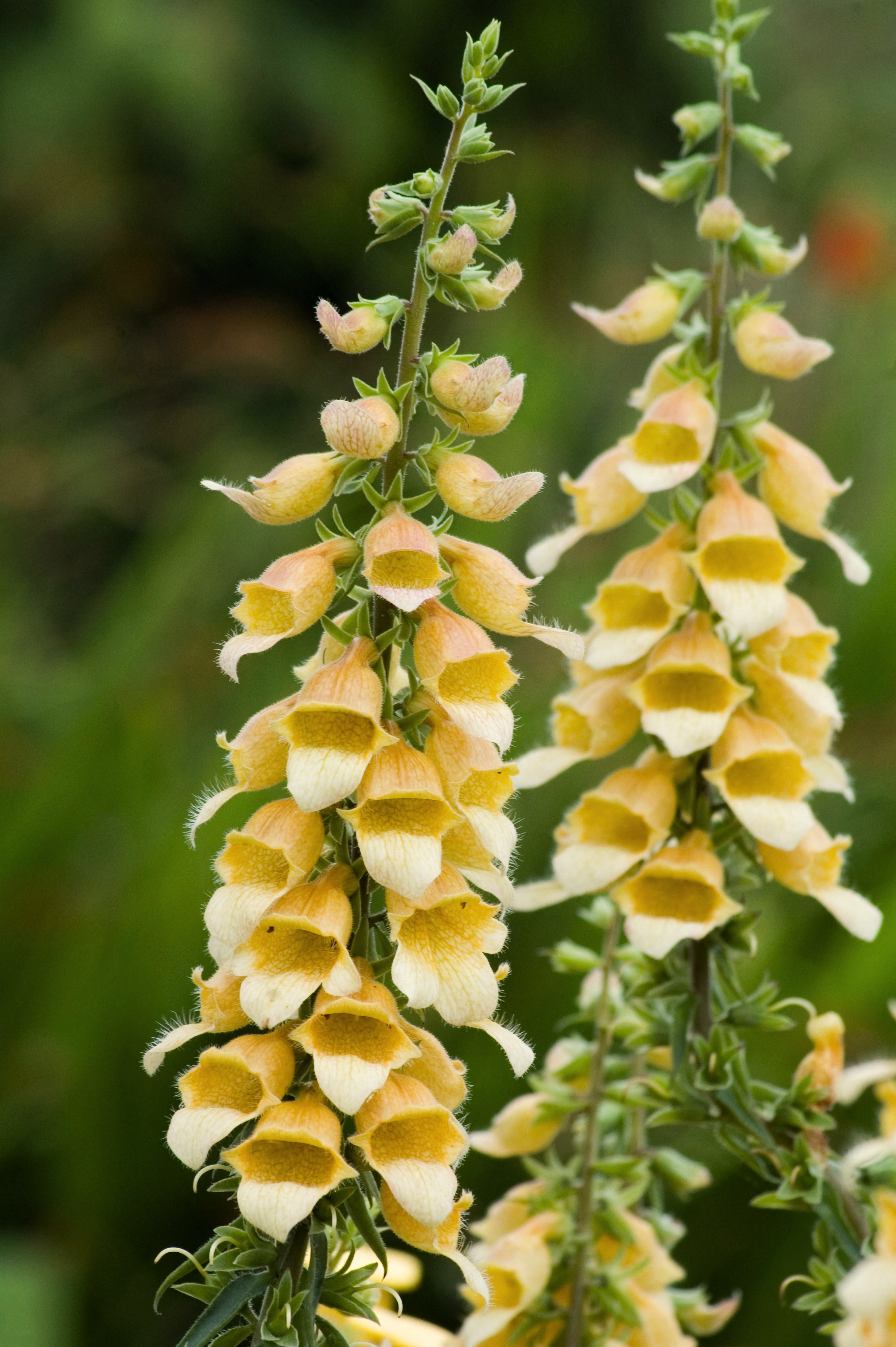 Digitalis hybride 'Spice Island' - vingerhoedskruid vaste plant