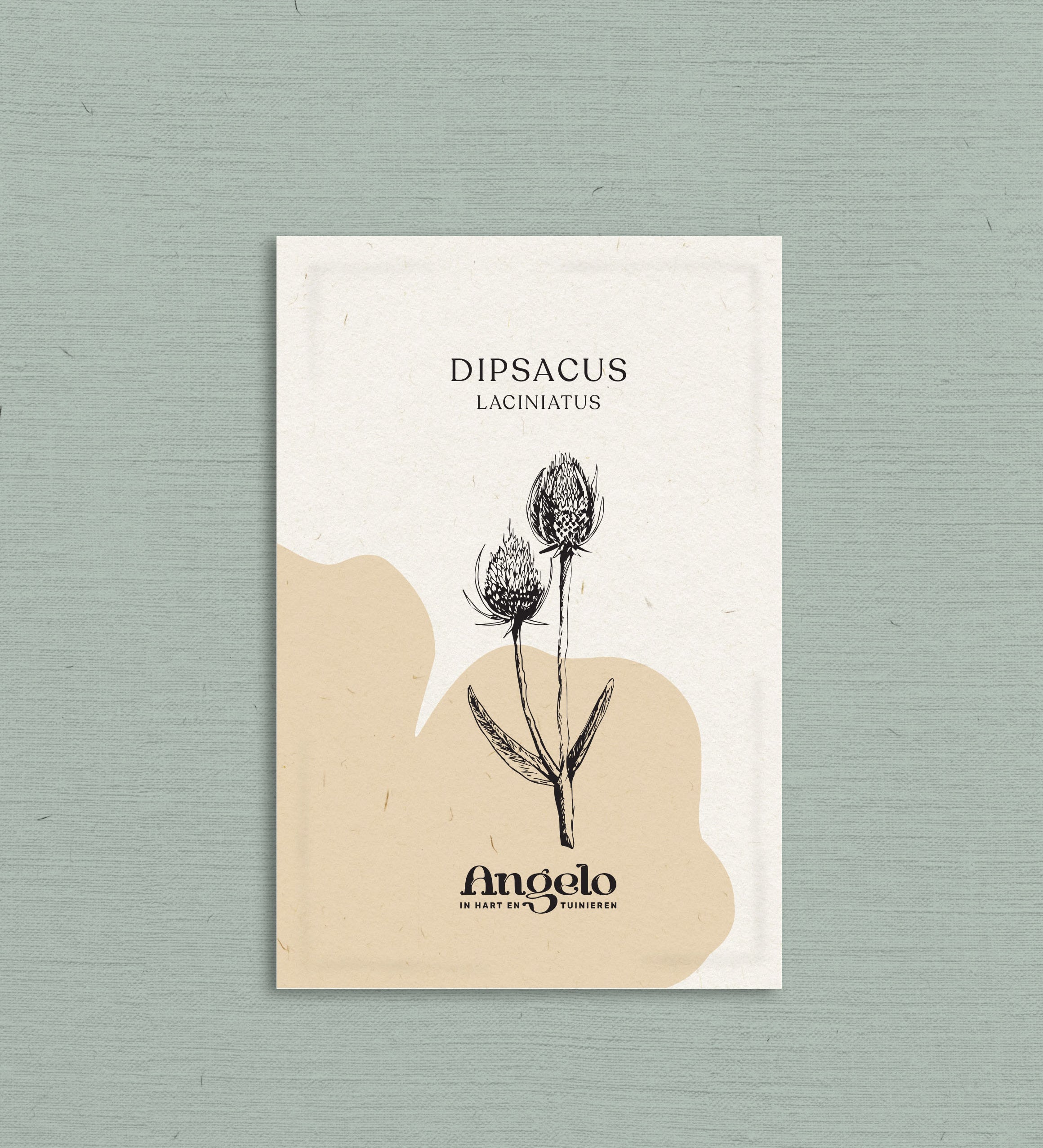 Dipsacus laciniatus-Angelo