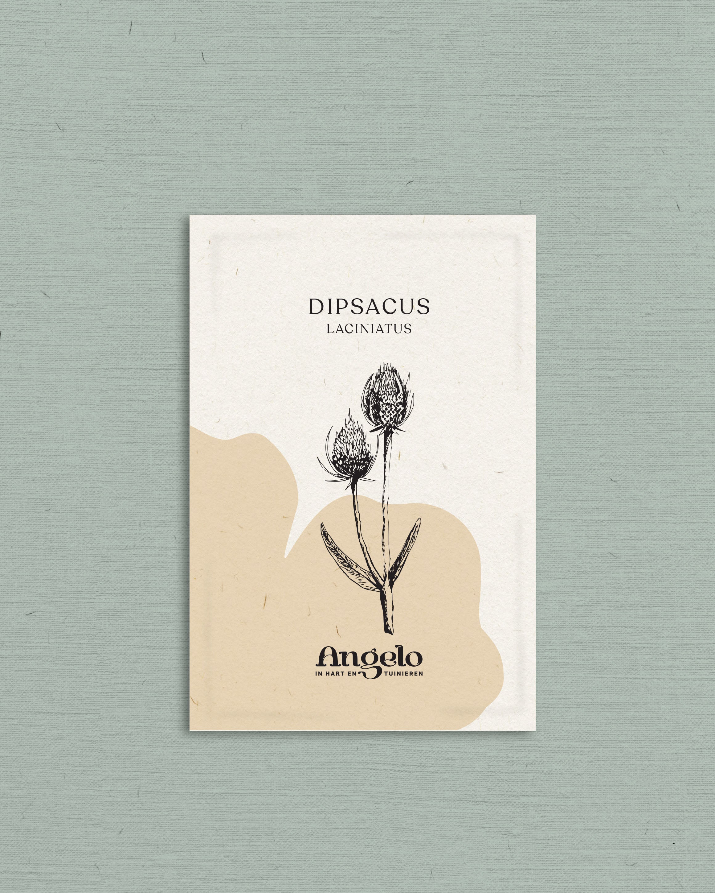 Dipsacus laciniatus-Angelo