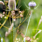 Dipsacus laciniatus-Angelo