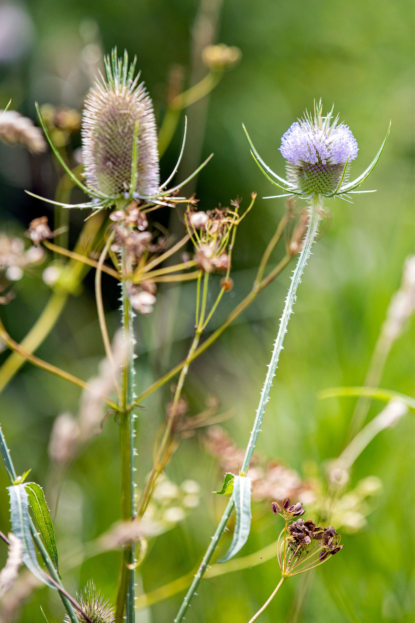 Dipsacus laciniatus-Angelo