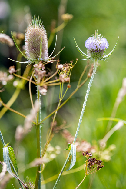 Dipsacus laciniatus-Angelo