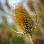 Dipsacus laciniatus-Angelo
