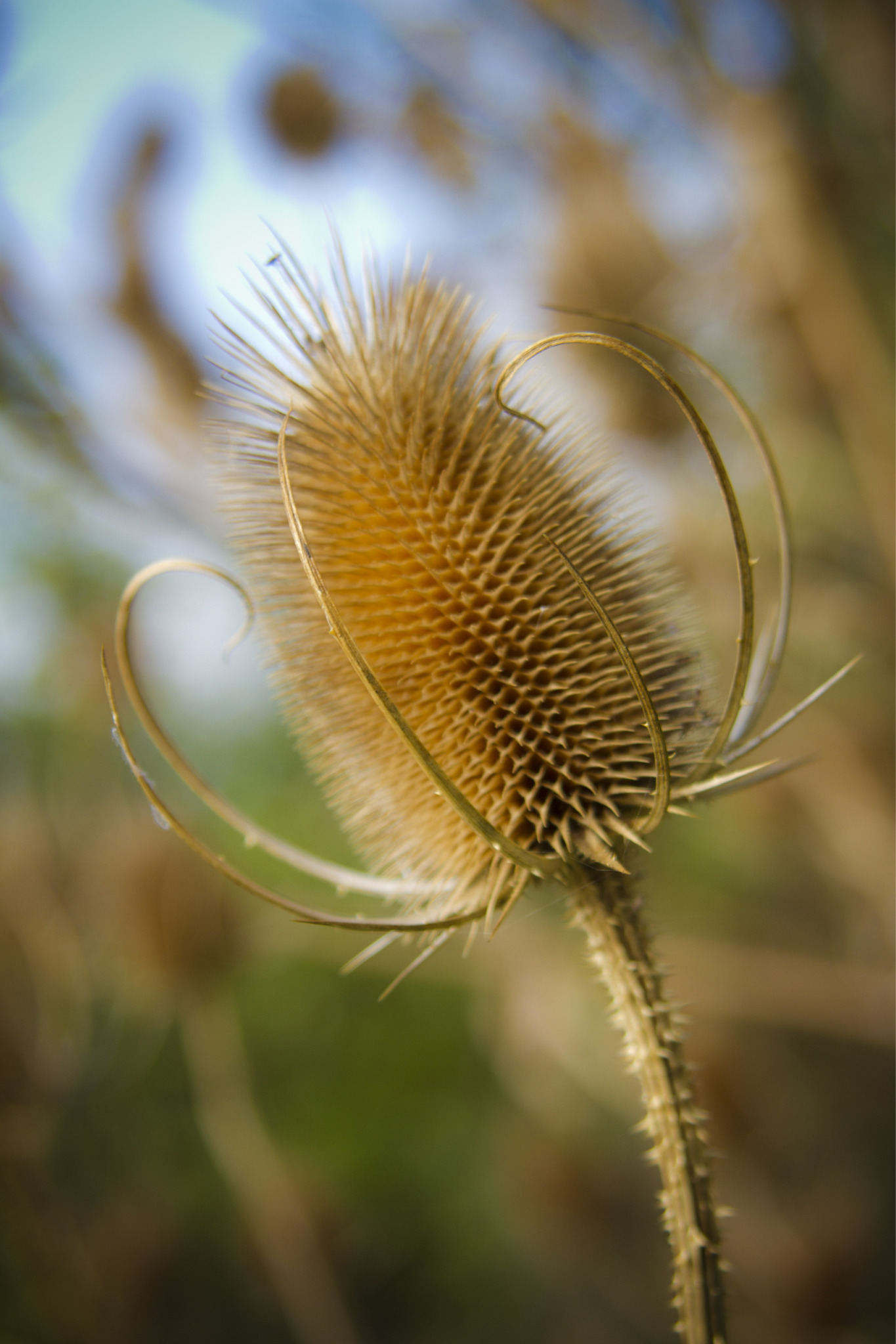 Dipsacus laciniatus-Angelo