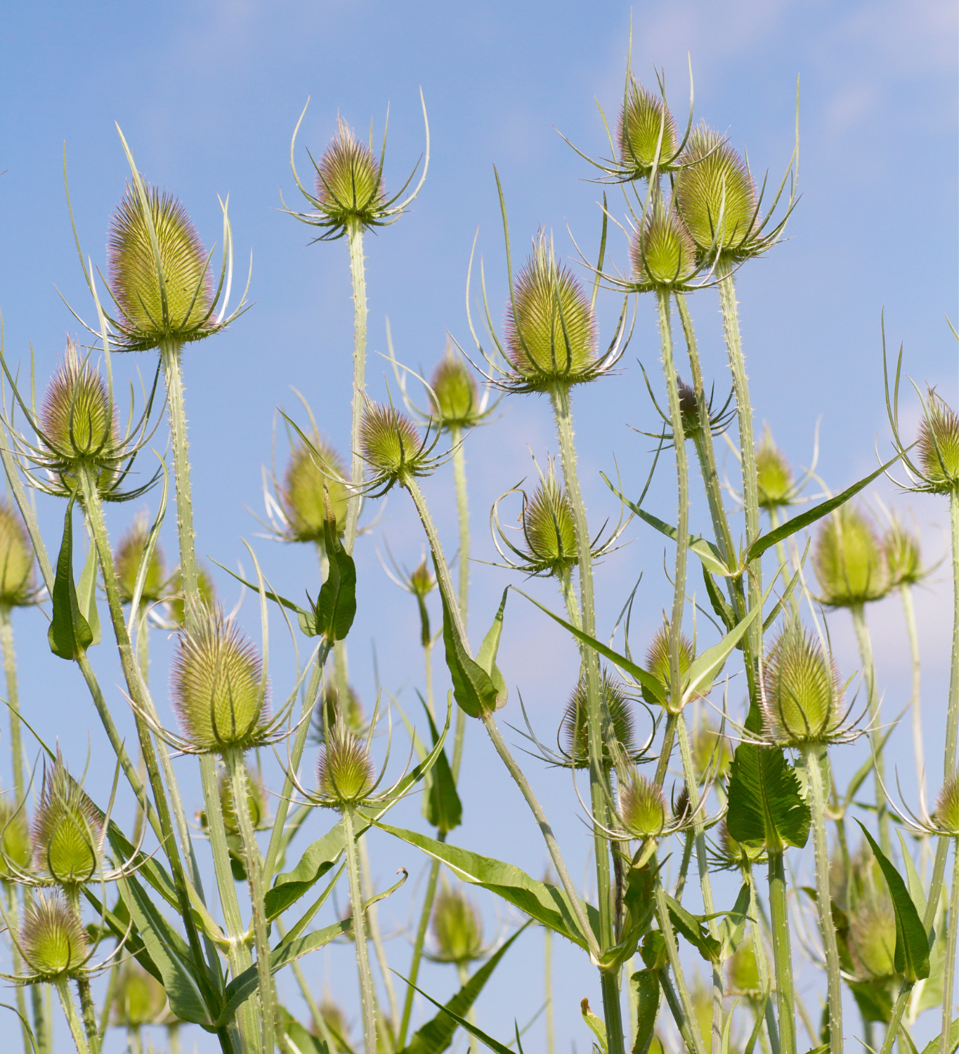 Dipsacus laciniatus-Angelo