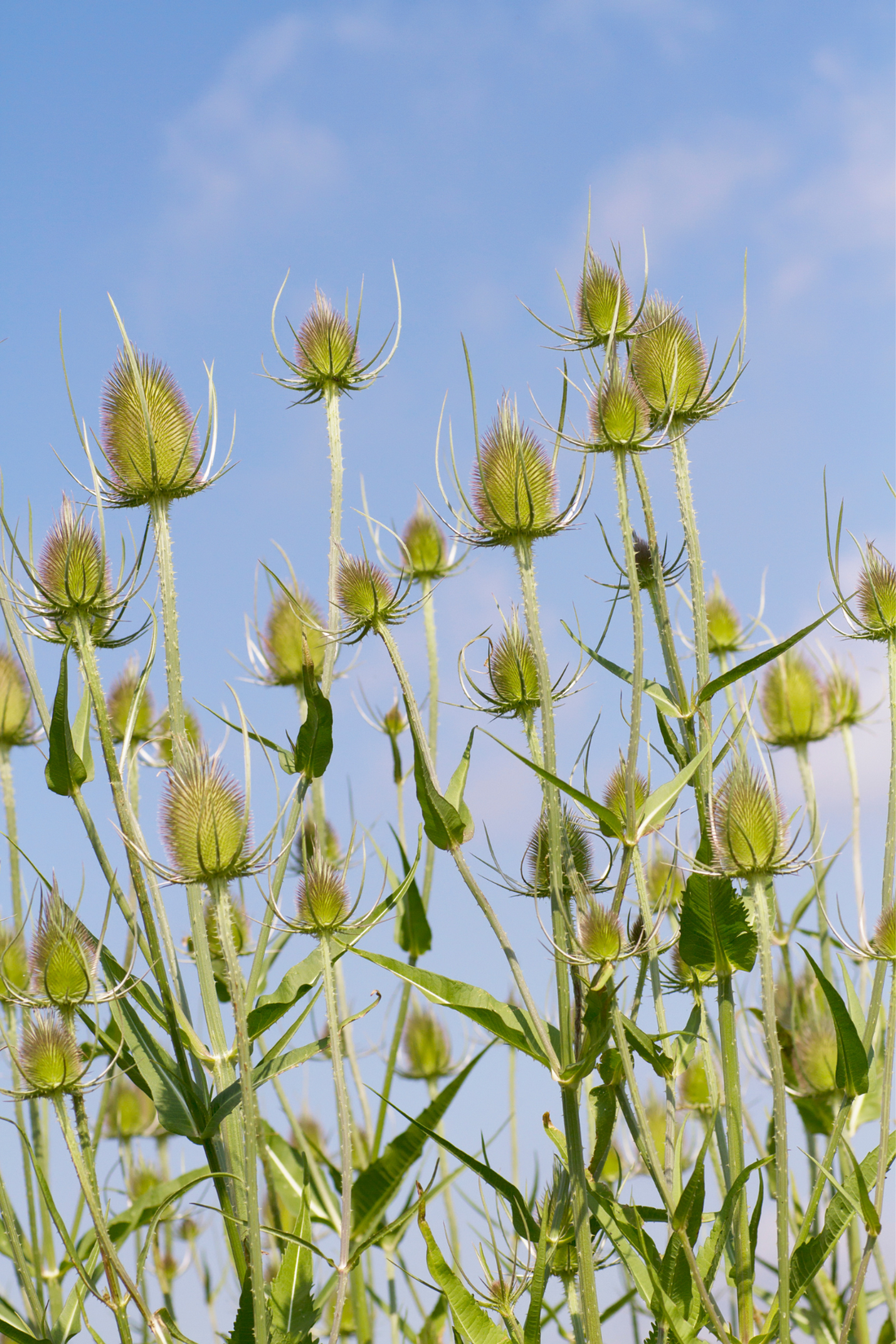 Dipsacus laciniatus-Angelo