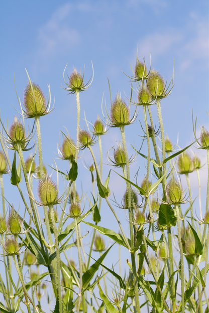Dipsacus laciniatus-Angelo