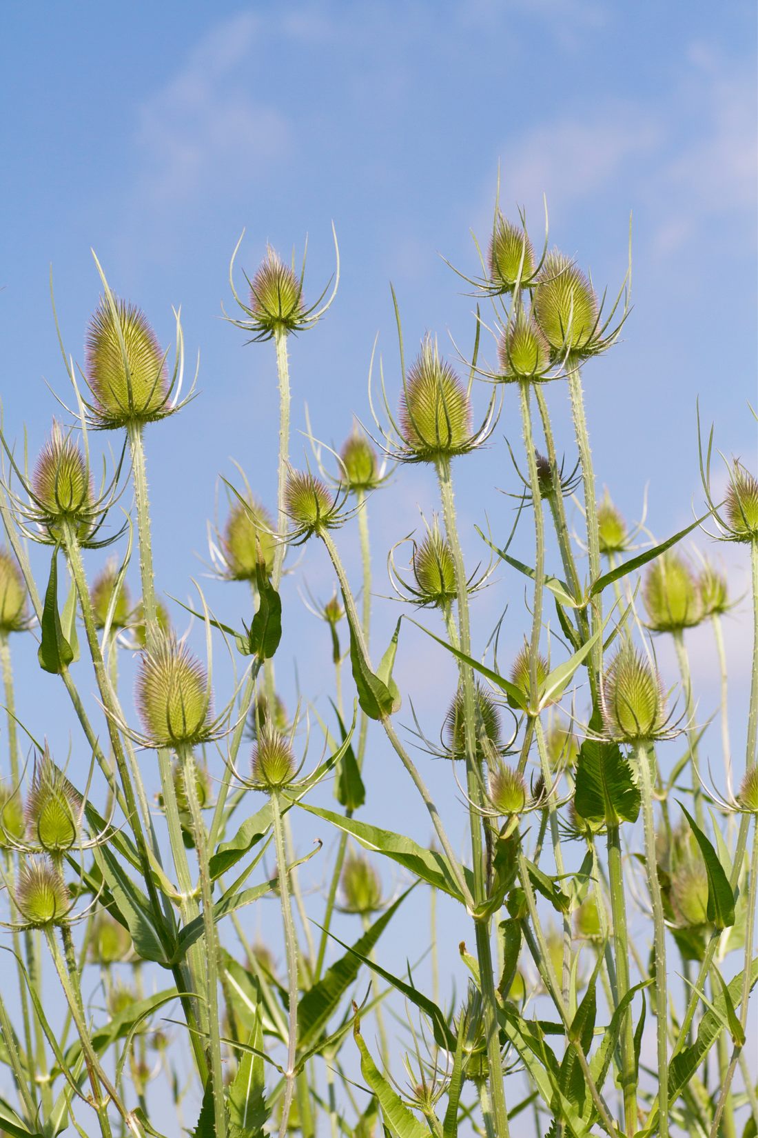 Dipsacus laciniatus