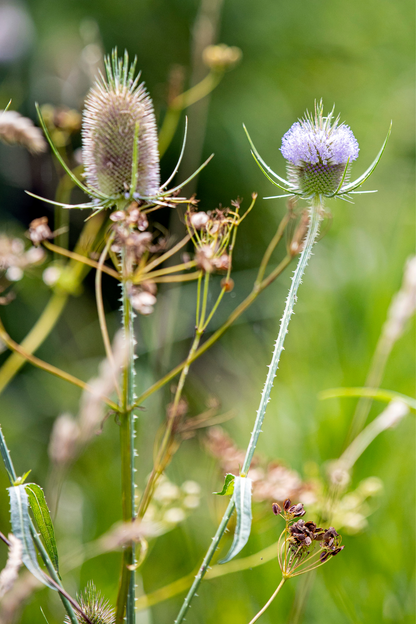 Dipsacus laciniatus