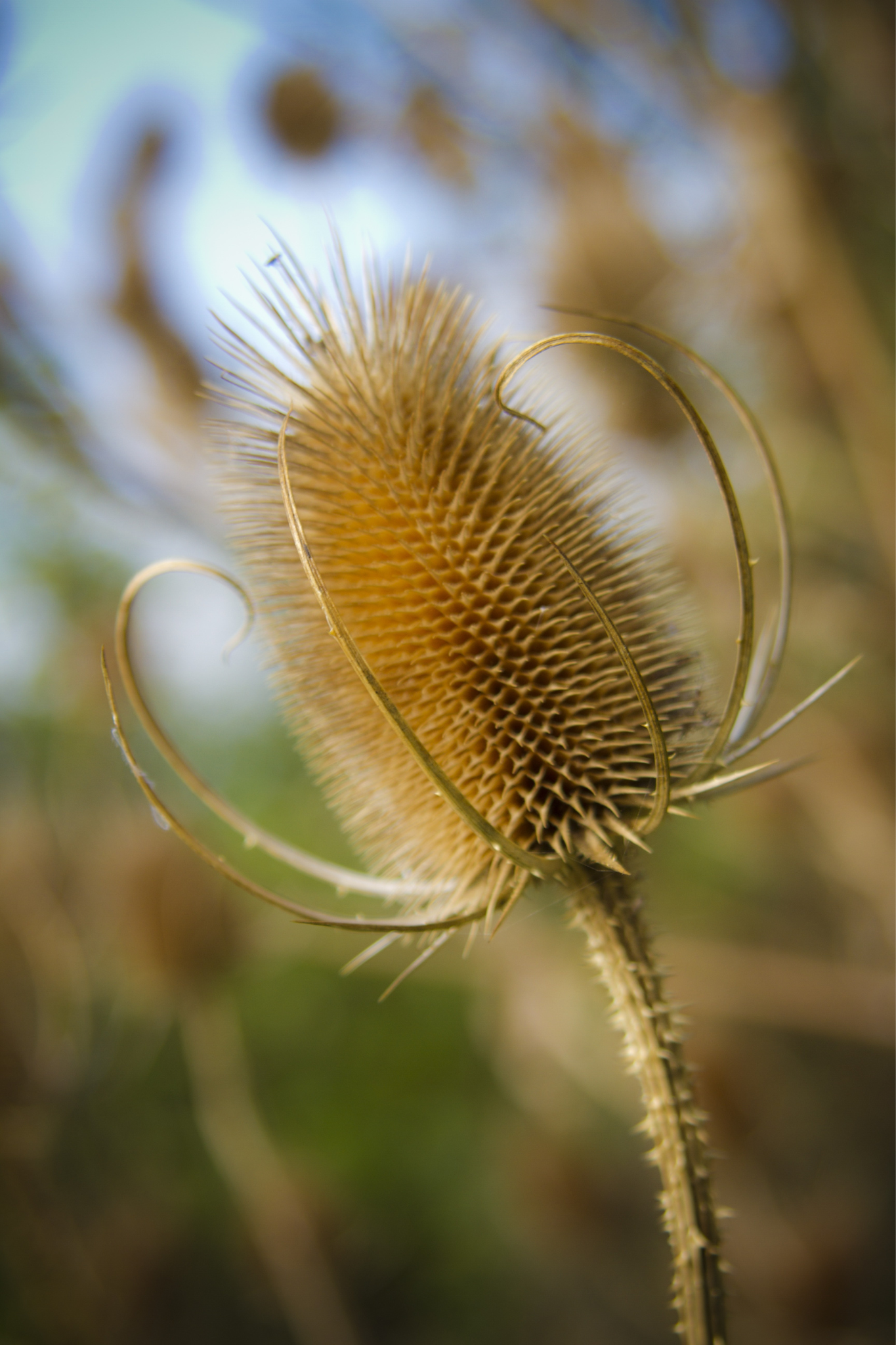 Dipsacus laciniatus