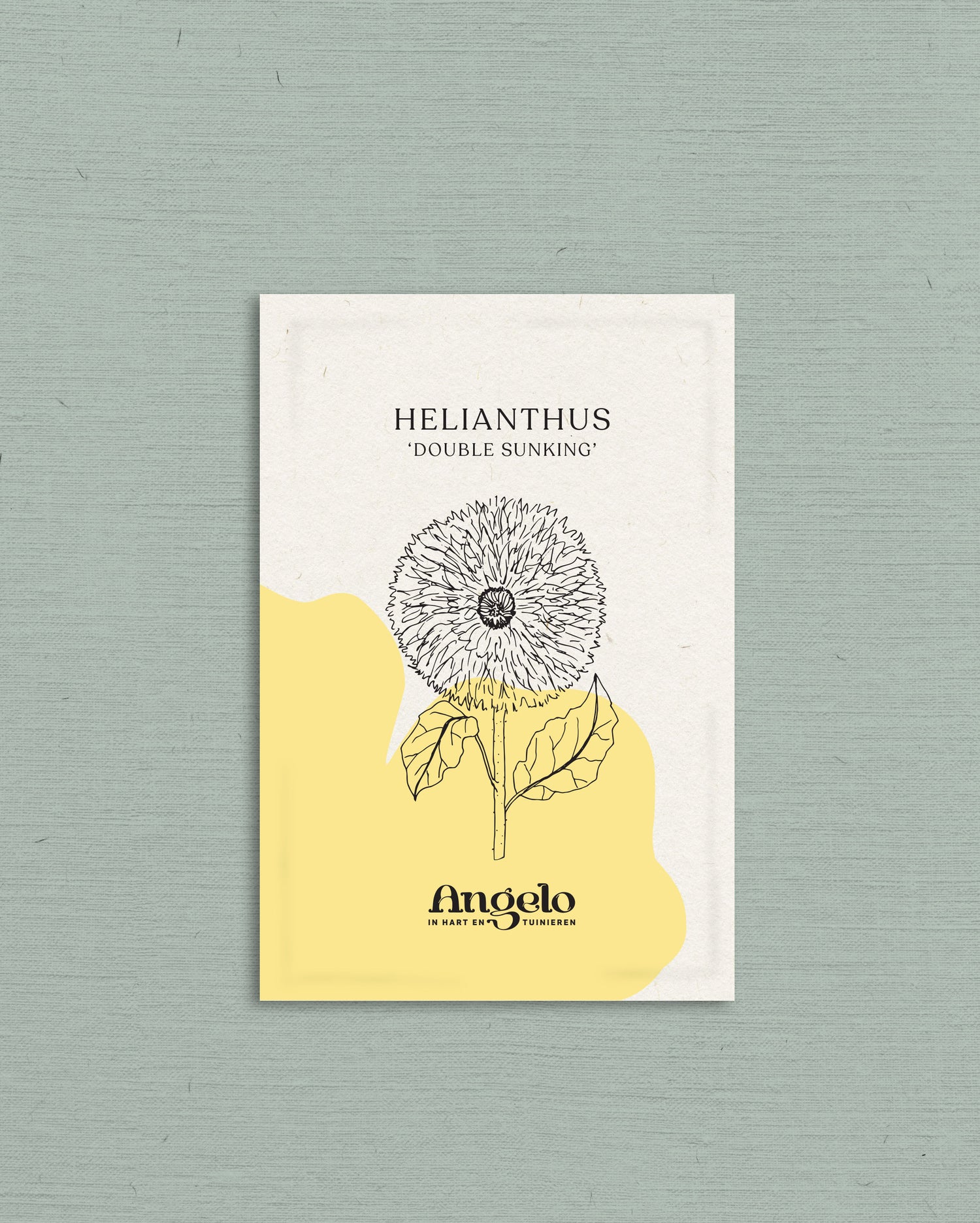 Helianthus annuus &
