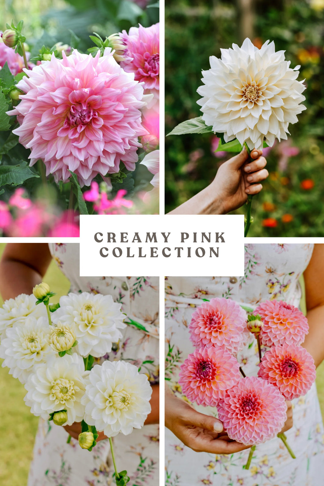 Dahlia Package: Creamy Pink