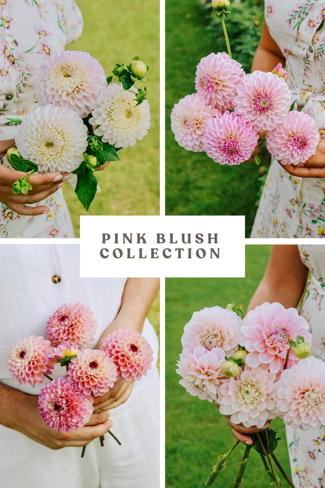 Dahlia Package: Pink Blush