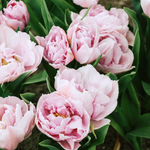Tulp 'Katinka'