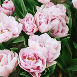 Tulp 'Katinka'