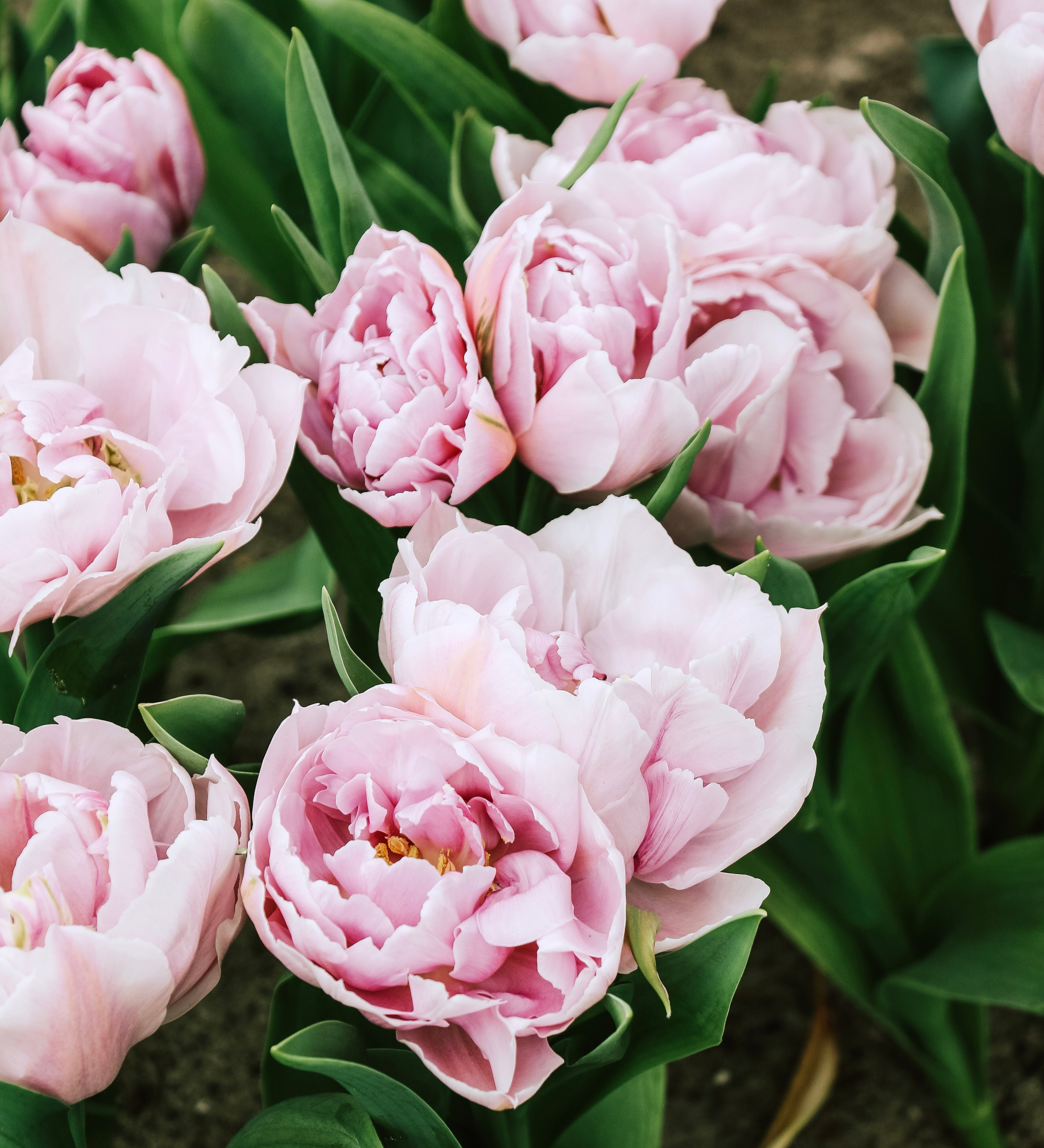 Tulp 'Katinka'