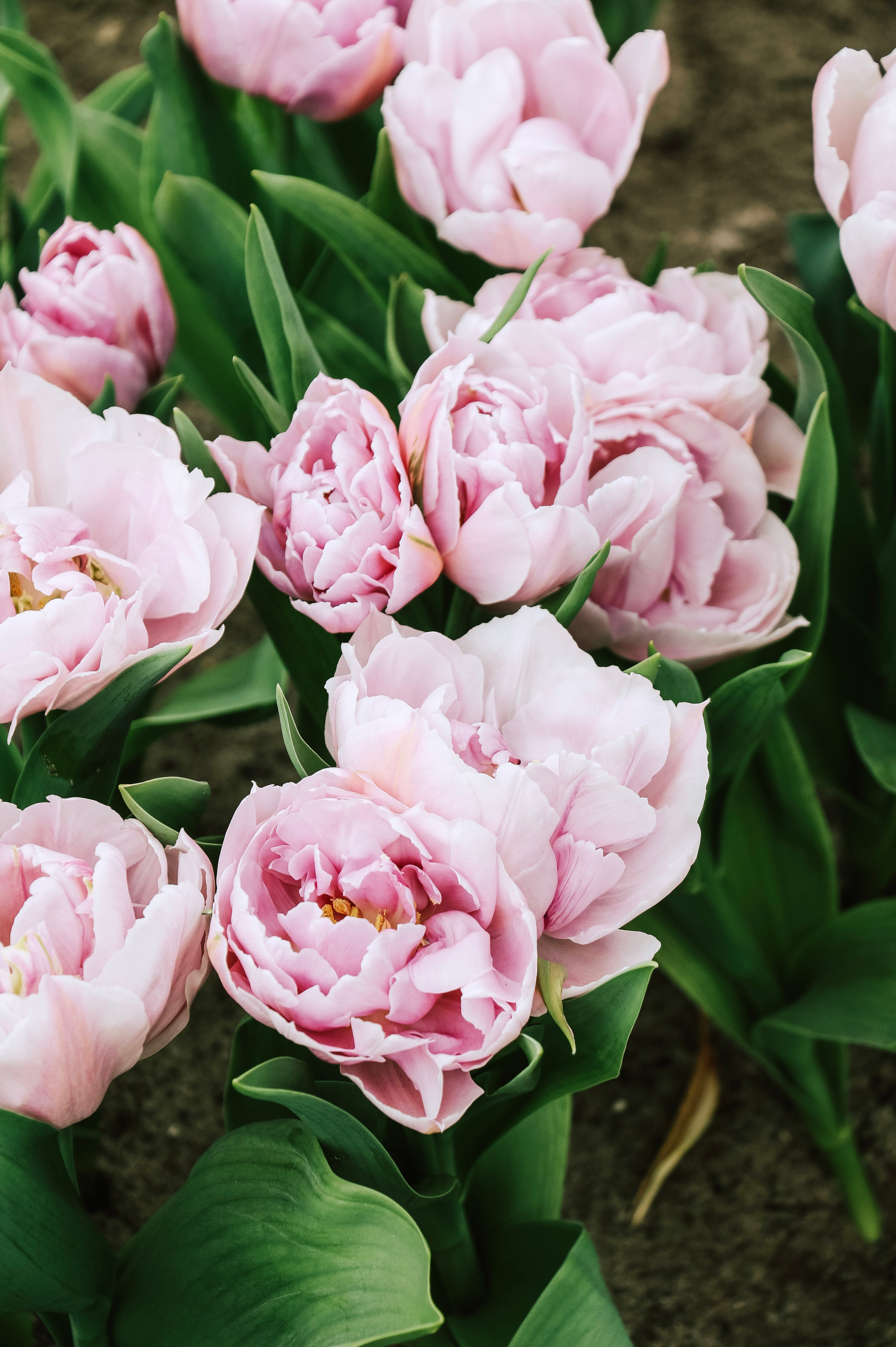 Tulp 'Katinka'