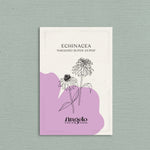 Echinacea purpurea 'paradiso super-duper'-Angelo