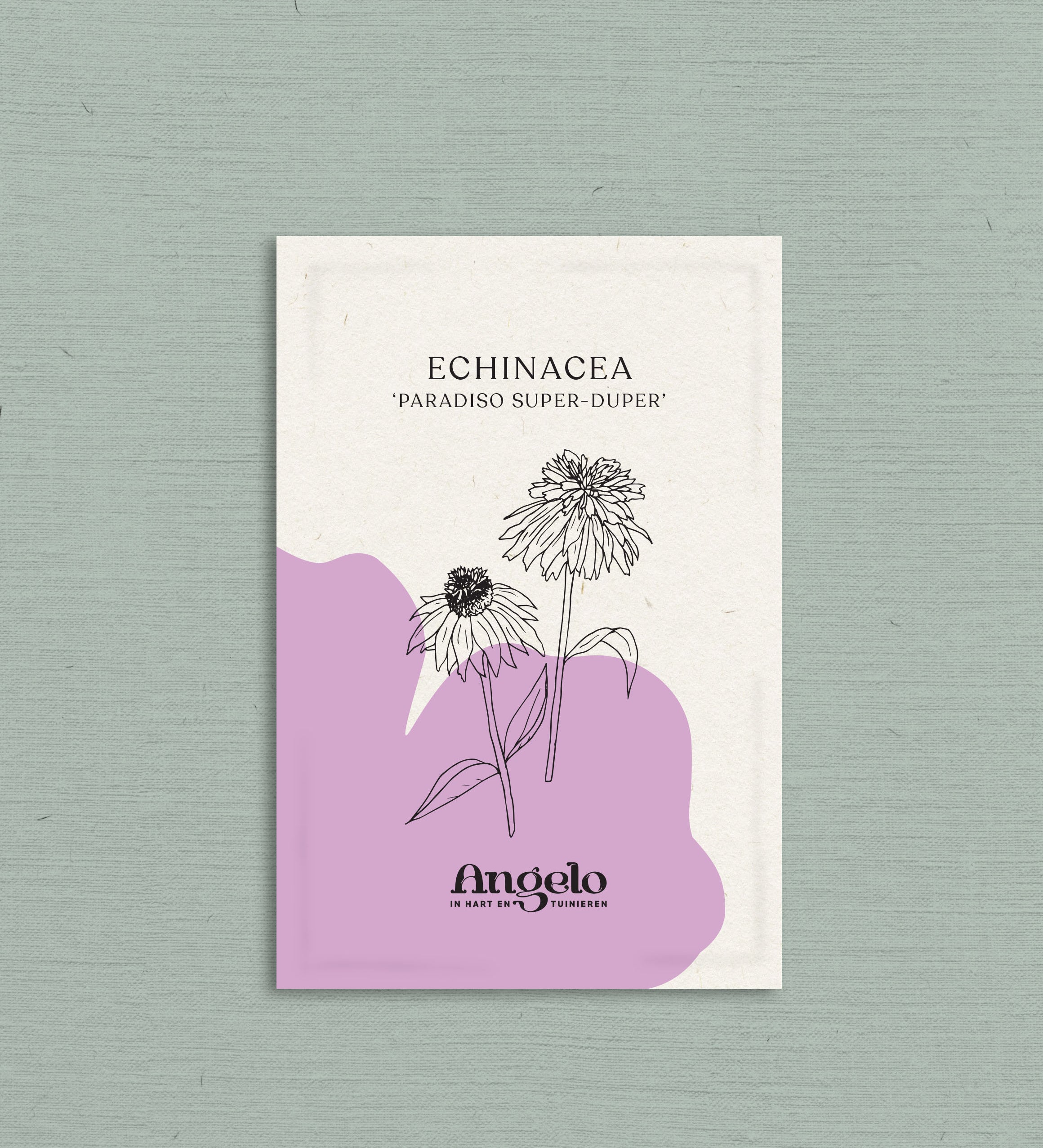 Echinacea purpurea 'paradiso super-duper'-Angelo