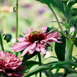 Echinacea purpurea 'paradiso super-duper'-Angelo